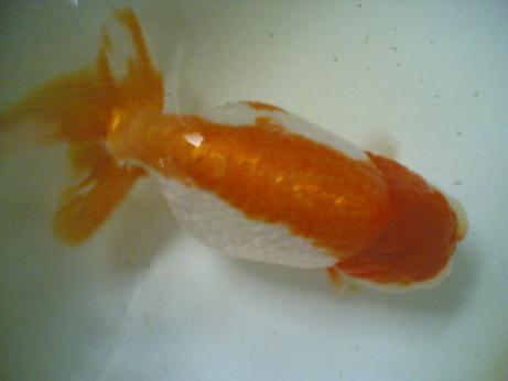 IPB Image
