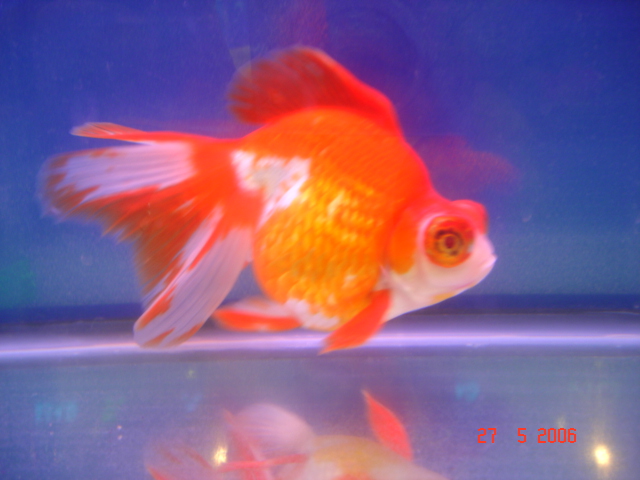 IPB Image