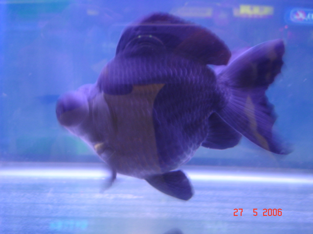 IPB Image