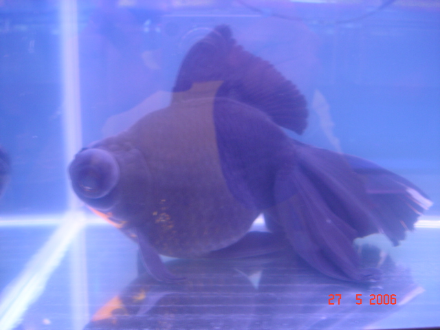 IPB Image