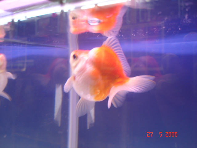 IPB Image