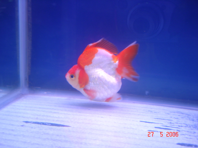 IPB Image