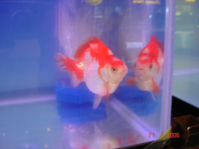 IPB Image