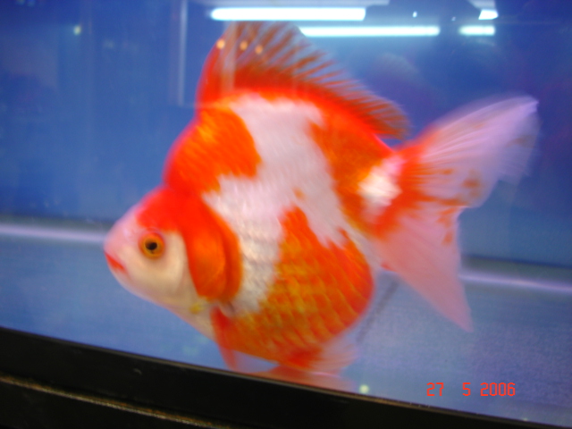 IPB Image