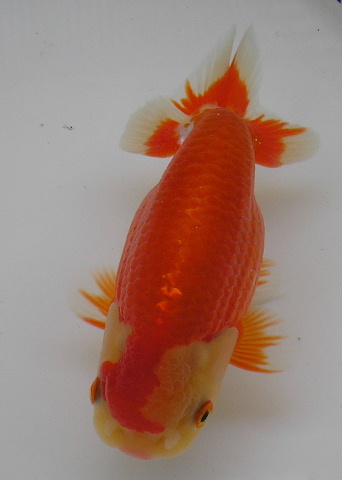 IPB Image