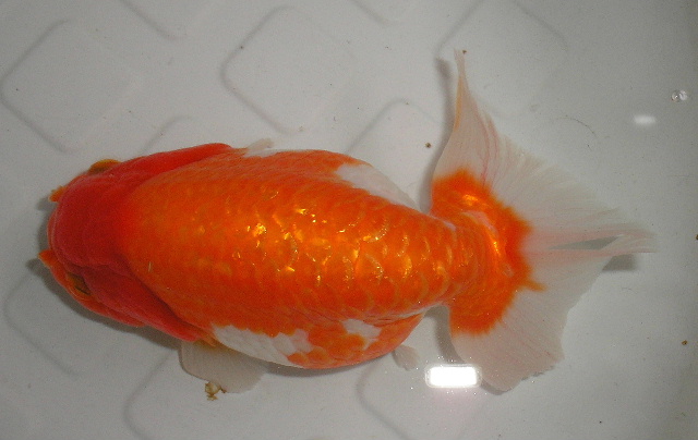 IPB Image