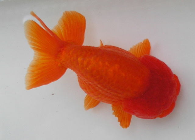 IPB Image