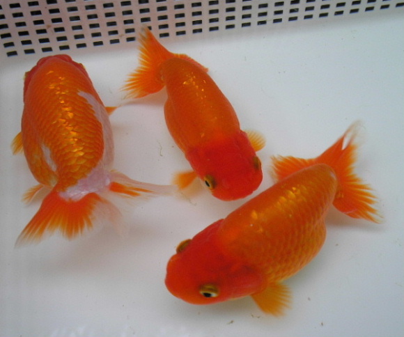 IPB Image