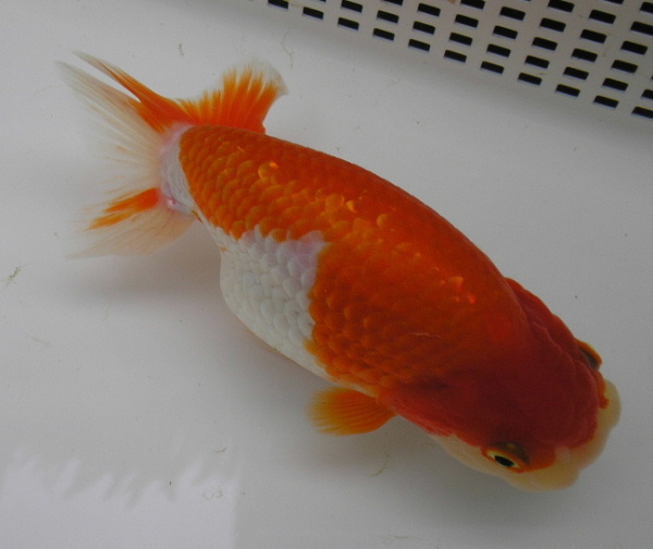 IPB Image