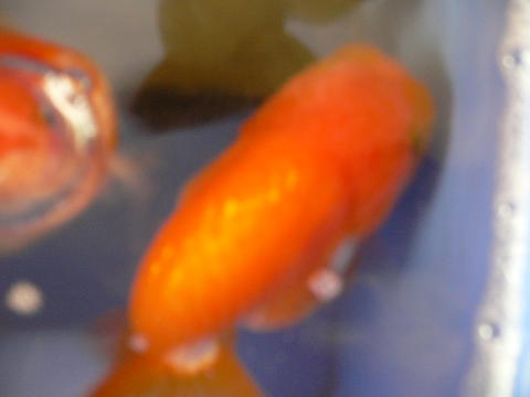 IPB Image
