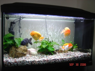 goldfish tank setup. I decided to revamp the tank