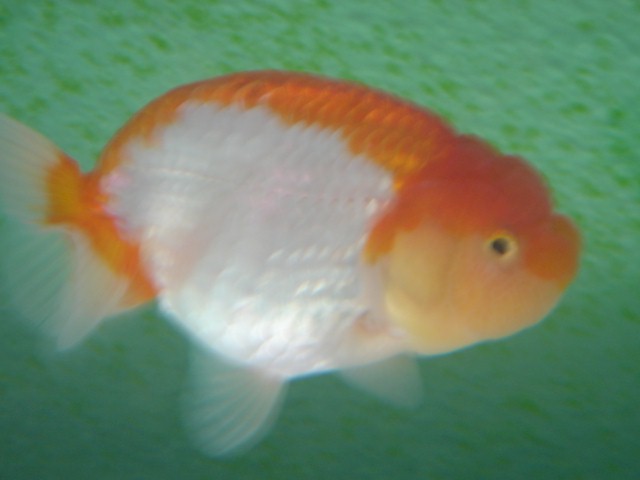 IPB Image