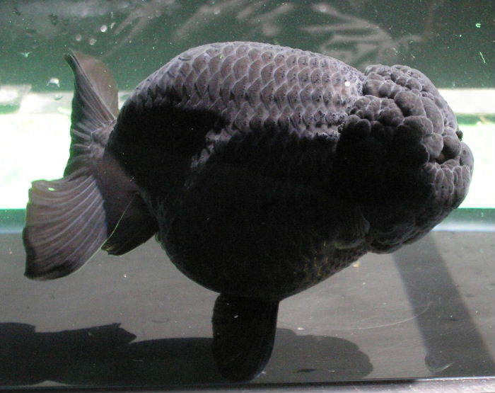 IPB Image