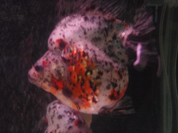 IPB Image
