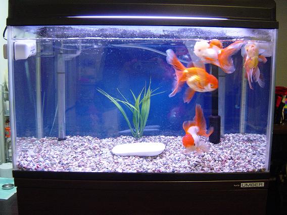 goldfish tank decorations. I change the tank theme to