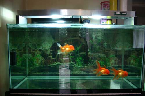 goldfish tank with filter