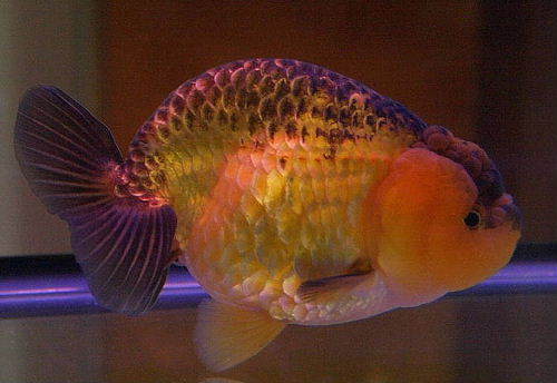 IPB Image