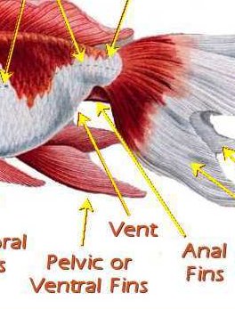 Goldfish Pectoral Fins