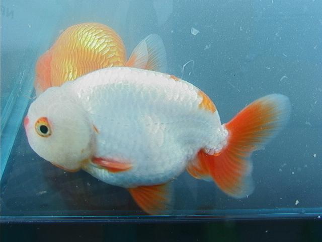 IPB Image