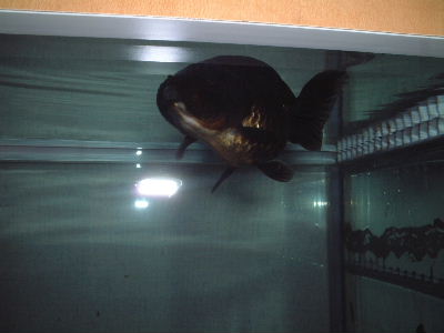 IPB Image