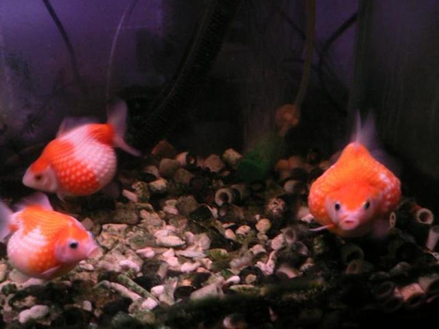 gallery_1639_149_911360.jpg