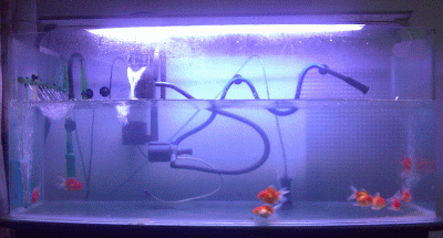 IPB Image