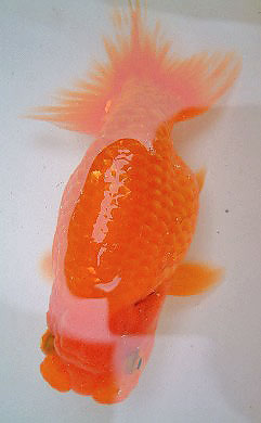 IPB Image