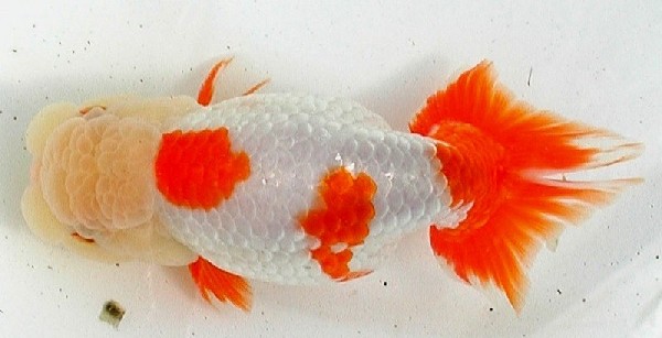 IPB Image
