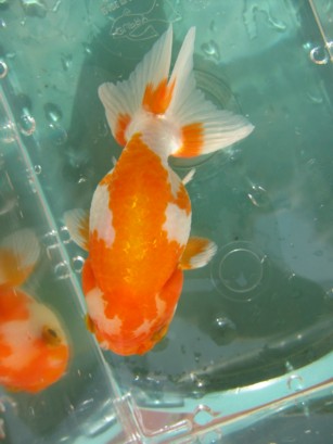 IPB Image