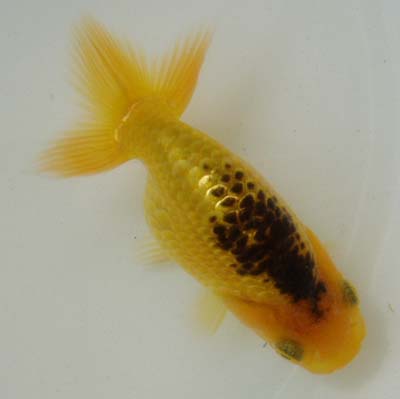 IPB Image