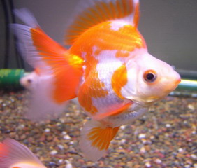 IPB Image