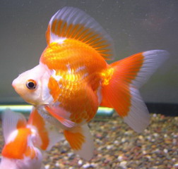 IPB Image