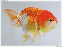 ahpui040105-right